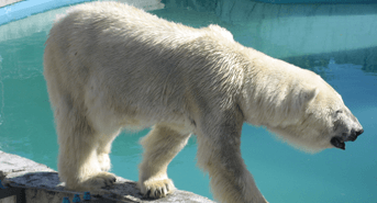 円山動物園